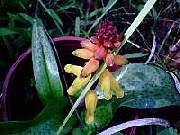 Lachenalia aurea